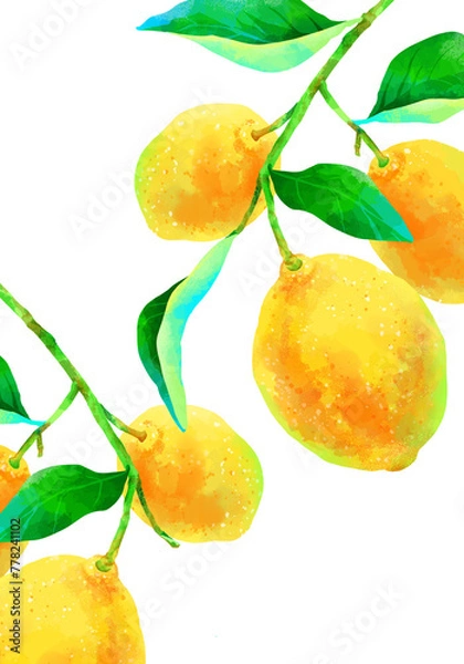 Obraz 枝付きの瑞々しいレモンのイラスト