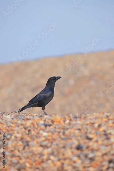 Fototapeta Crow on the pebble beach