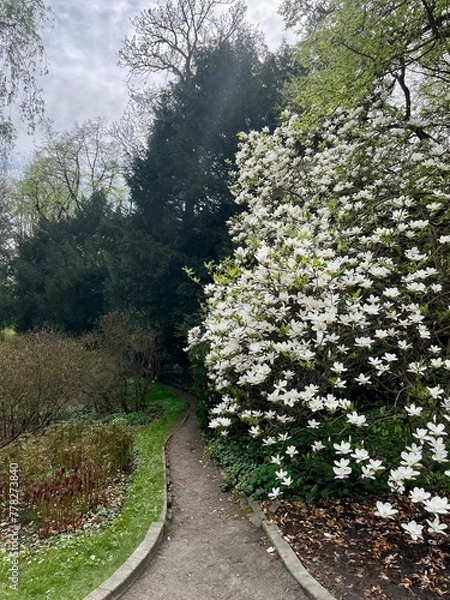 Obraz path in the woods