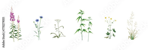 Fototapeta Realistic drawings set of wild field, meadow, steppe (some medicinal) annuals and perennials, garden weeds - fireweed, cornflower, yarrow, cannabis, ranunculus, wild oat isolated on a white background