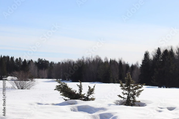 Obraz witer forest. Snow and trees.