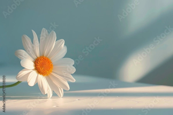 Obraz daisy on a white table