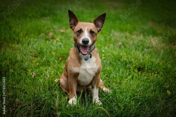 Fototapeta dog on grass