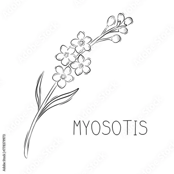 Fototapeta Sketch myosotis or Forget me not spring flower simple vector illustration in doodle style

