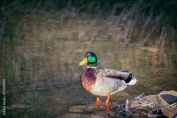Obraz Duck in the forest river