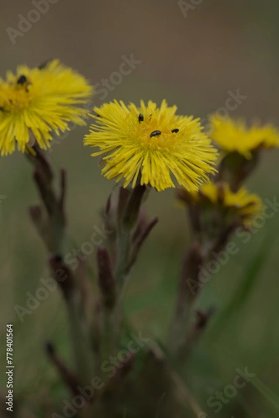 Obraz Colts foot flower in Spring