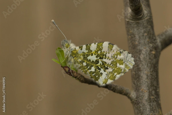 Obraz Orange tip butterfly newly emerged