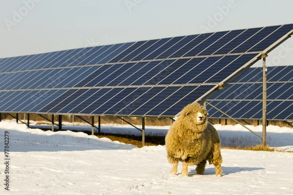 Obraz Solar panel and Sheep