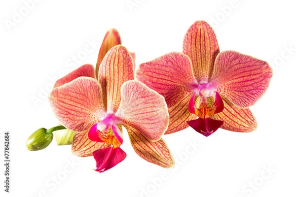 Obraz Kwiaty orchidei Phalaenopsis