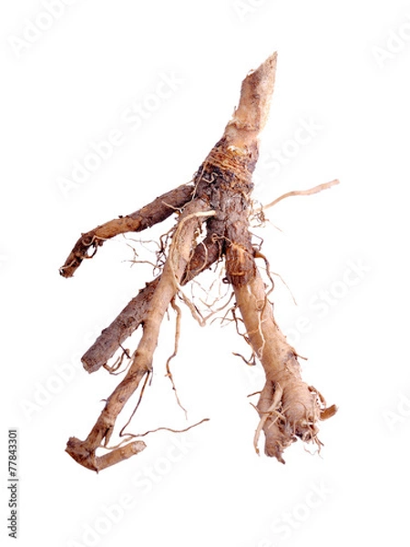 Obraz Chicory root