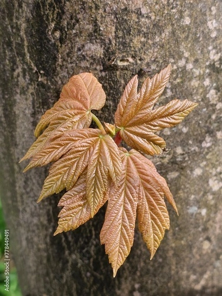Obraz autumn leaves on the ground