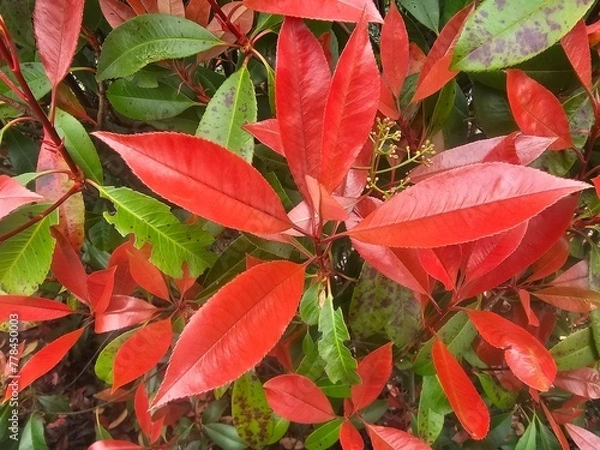Obraz red leaves background