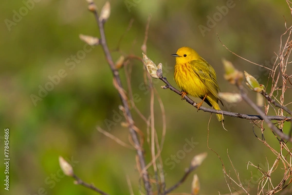 Obraz Yellow Warbler