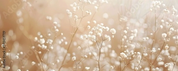 Obraz Subtle Babys Breath Blooms Gracefully on Beige Monochrome Backdrop