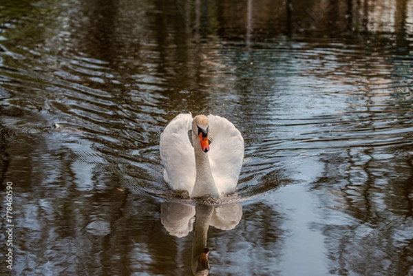 Obraz Swan on lake