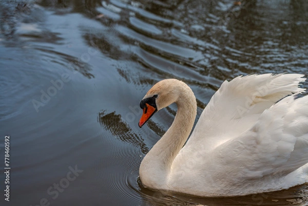 Obraz Swan on lake
