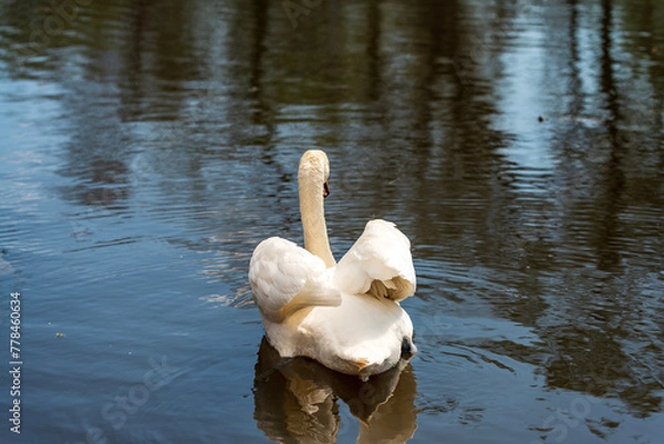 Obraz Swan on lake