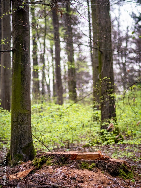 Fototapeta Baumstumpf im Wald