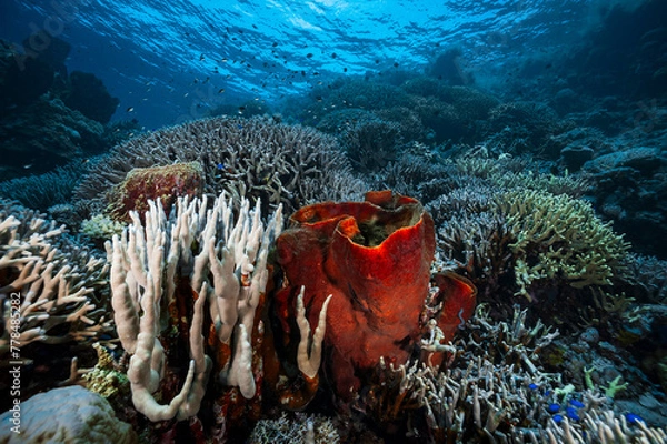 Obraz A picture of the coral reef