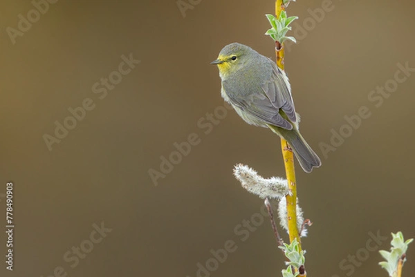 Fototapeta Orange-crowned Warbler