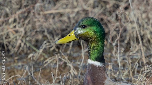 Obraz Mallard Duck