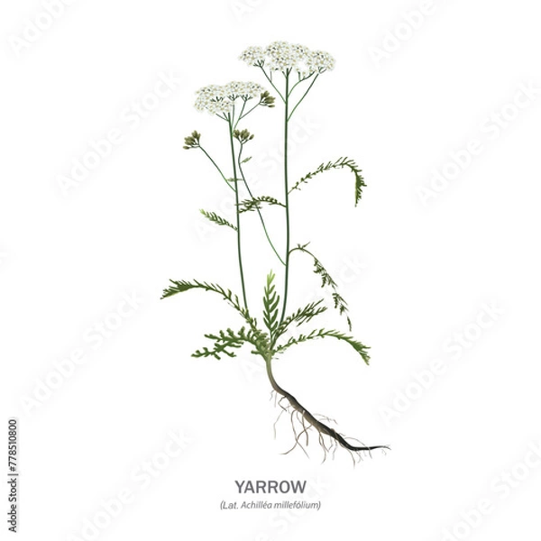 Fototapeta Yarrow (Achillea millefolium) - flowers, stems, leaves and root isolated on white background. Realistic vector drawing with the name of the plant.