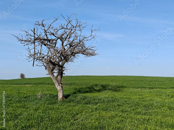 Fototapeta tree in the field