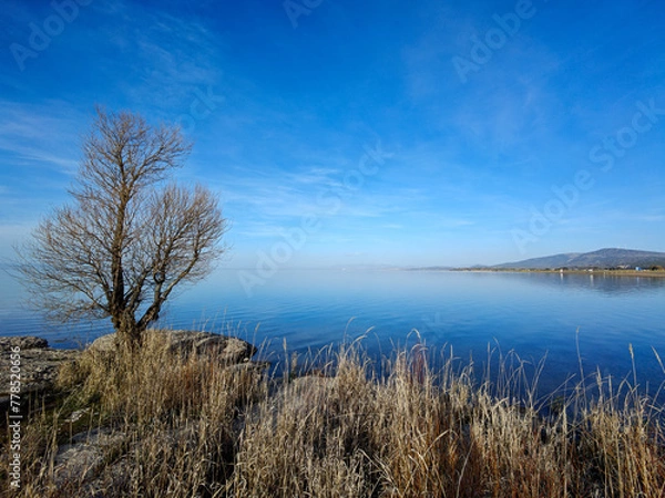 Obraz landscape with lake and trees