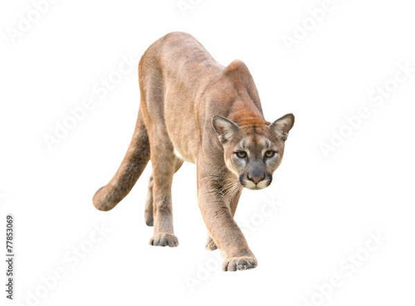 Obraz puma na białym tle