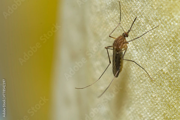 Fototapeta Mosquito perched on a bath curtain