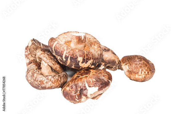 Fototapeta Shitake mushrooms isolated on white background