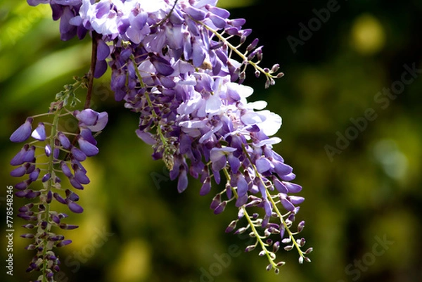 Obraz wisteria sinensis, glicina hanging of the branch