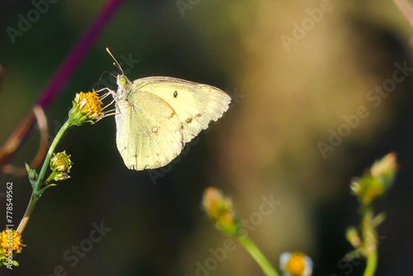 Obraz 羽がボロボロになっていた老兵のモンキチョウ