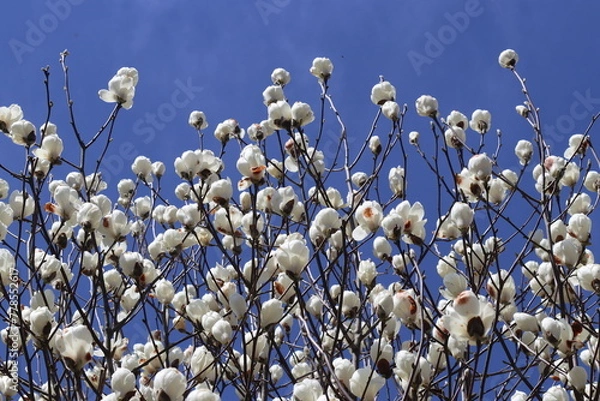 Fototapeta モクレン・木蓮・マグノリア