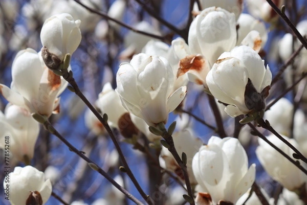 Obraz モクレン・木蓮・マグノリア