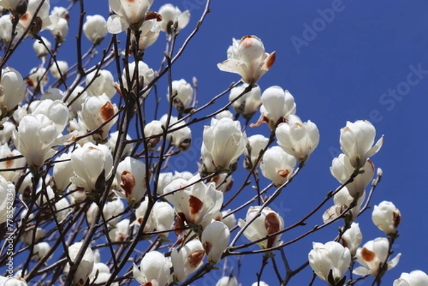 Obraz モクレン・木蓮・マグノリア