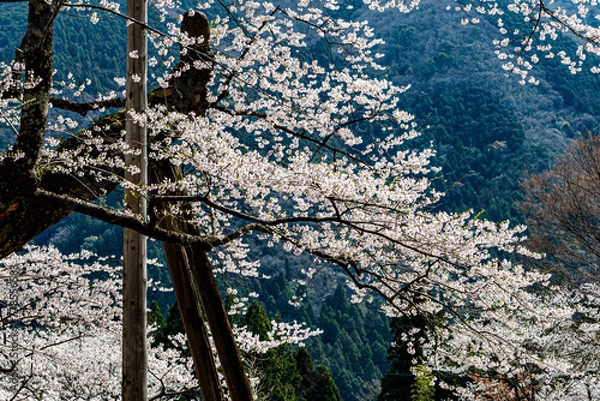 Obraz 天然記念物根尾谷の淡墨桜