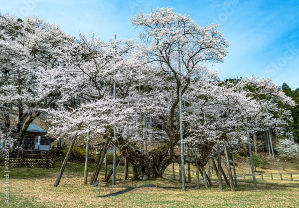 Obraz 天然記念物根尾谷の淡墨桜