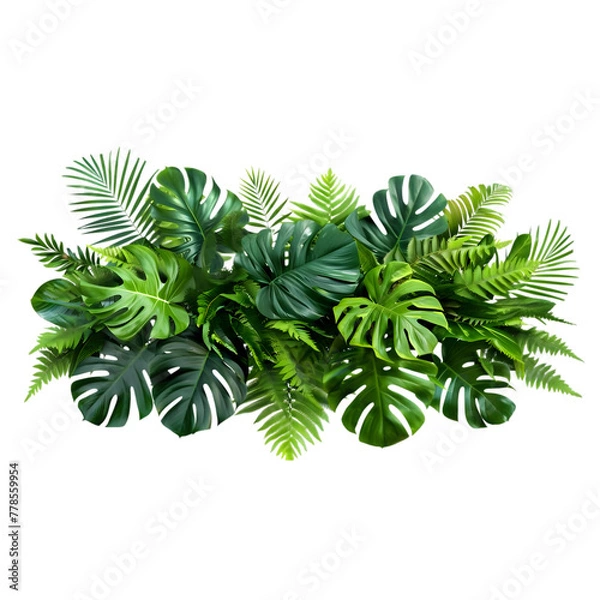 Obraz Assorted tropical plant leaves isolated on transparent background. Monstera, palm, rubber plant, pine, and bird's nest fern on white backdrop.