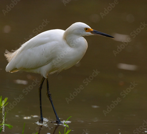 Fototapeta Caçando no lago