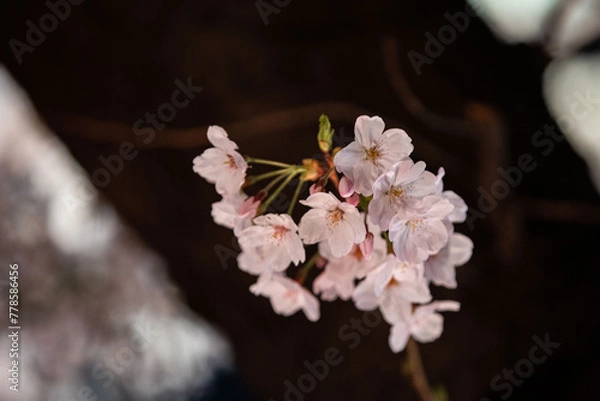 Obraz Beautiful cherry blossom scenery at night on a warm spring day