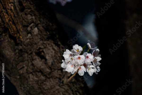 Obraz Beautiful cherry blossom scenery at night on a warm spring day