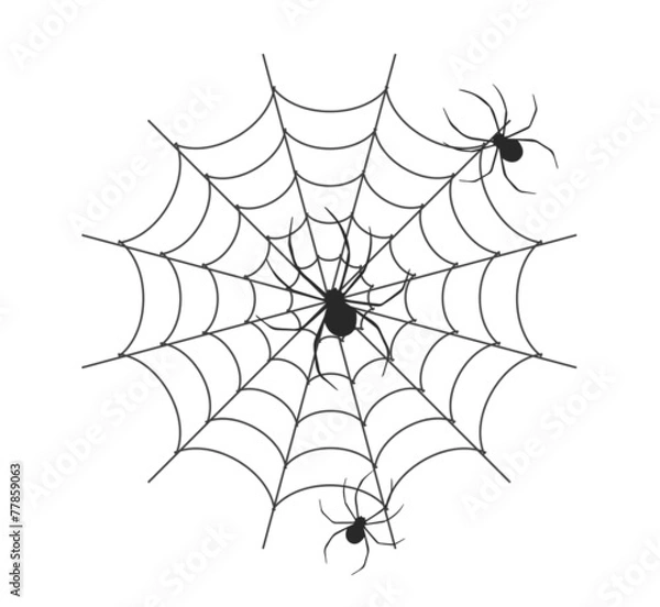 Fototapeta spider vector in white background, spider vector, cobweb vector