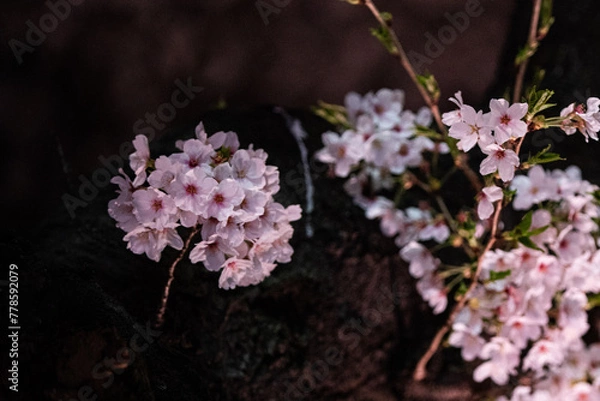 Obraz Beautiful cherry blossom scenery at night on a warm spring day