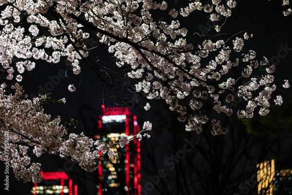 Obraz Beautiful cherry blossom scenery at night on a warm spring day