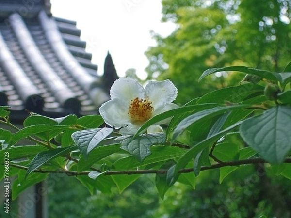 Obraz 妙心寺東林院に咲いていた沙羅双樹の花