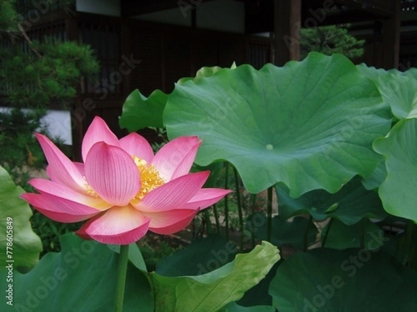 Obraz 三室戸寺に咲いていた蓮の花