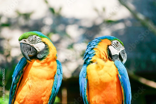 Fototapeta ２羽のオウム