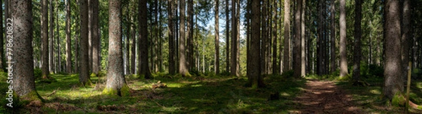 Fototapeta Waldpanorama