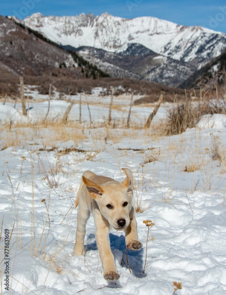 Fototapeta Yellow lab puppy running the snowy mountains of Colorado
